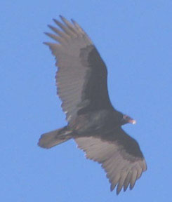 Turkey vulture